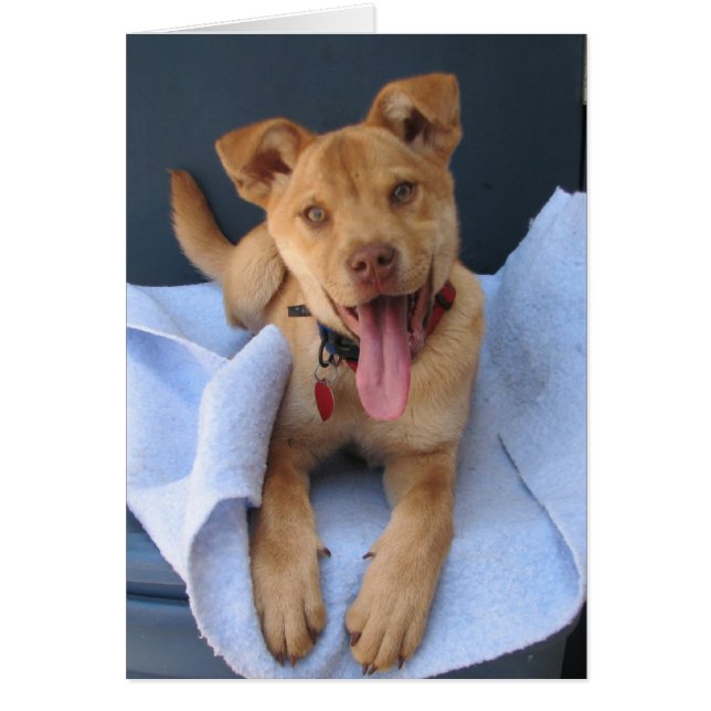 Oklahoma Shelter Pup 012 (Frente)