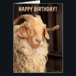 Old Goat Funny Birthday<br><div class="desc">Foto divertida de una cabra angora con un mensaje de humor clásico de cumpleaños. ¡Gracias por buscar y esperar que disfrutes! Fotos ©Christine Greenspan</div>