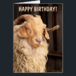 Old Goat Funny Birthday<br><div class="desc">Foto divertida de una cabra angora con un mensaje de humor clásico de cumpleaños. ¡Gracias por buscar y esperar que disfrutes! Fotos ©Christine Greenspan</div>