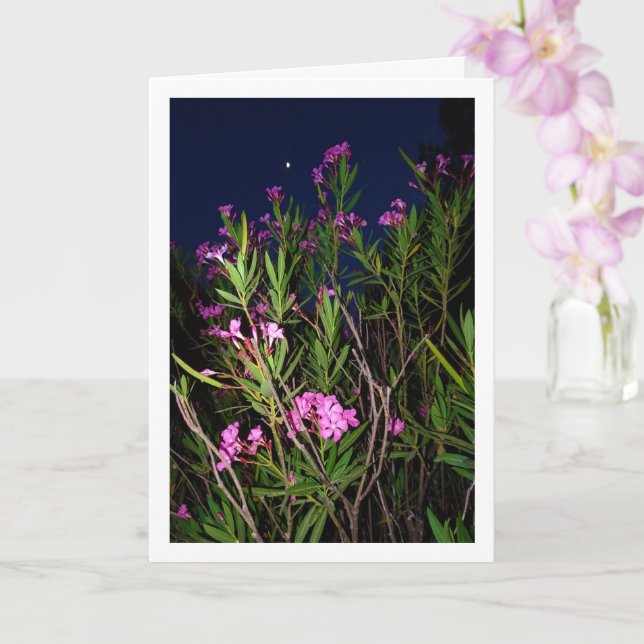 Óletro rosa con tarjeta de noche (Orquídea)