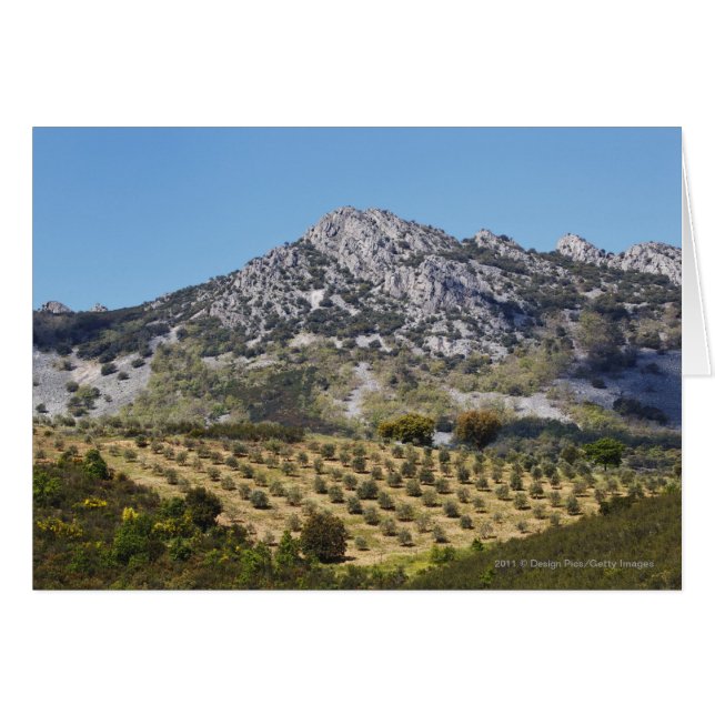 Olive Groves (Anverso (Horizontal))