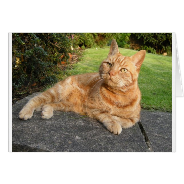 Oliver Cat (Anverso (Horizontal))