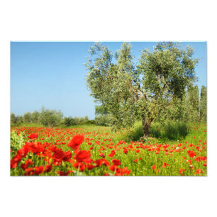 Olivo en la impresión de la foto del campo de la