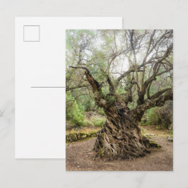 Olivo Mitera en Corfú Tarjeta Postal (sin texto)
