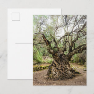 Olivo Mitera en Corfú Tarjeta Postal (sin texto)