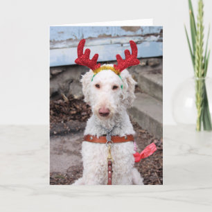 Ollie de Navidad