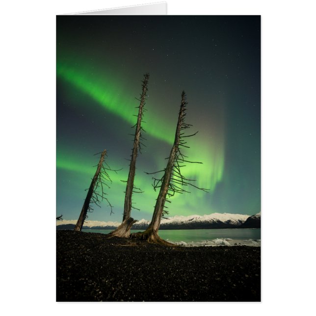 Olvidado Spruce Aurora (Frente)