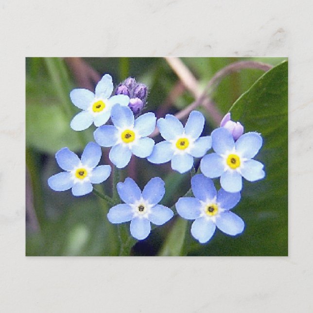 Olvídate de mí no 2 postal (Anverso)