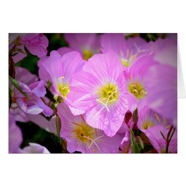 Onagra (Anverso (Horizontal))