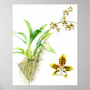 Oncidium Leucochilum arte delicado orquídea acuare