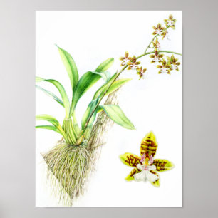 Oncidium Leucochilum orquídea de arte fino