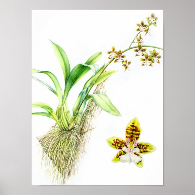 Oncidium Leucochilum orquídea de arte fino (Frente)