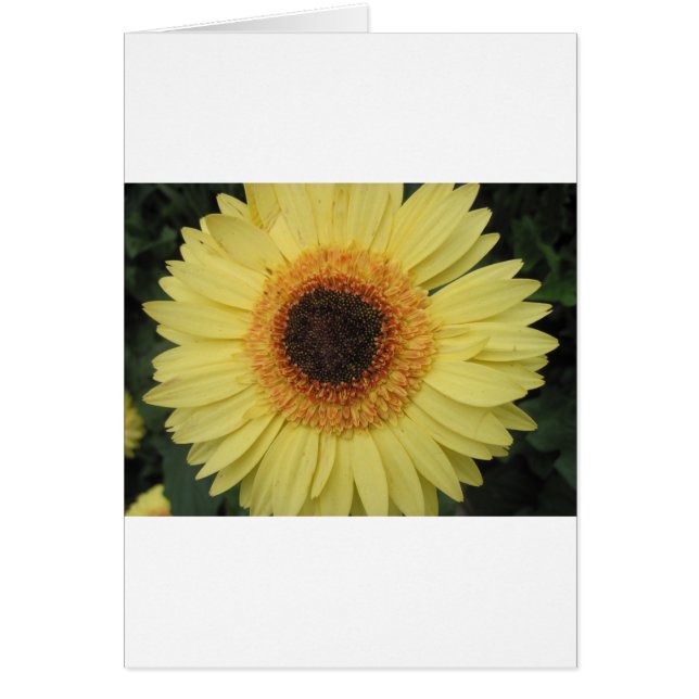 One Sunburst Flower (Frente)