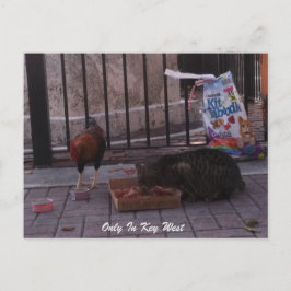 "Only In Key West" gato y postal de gallos