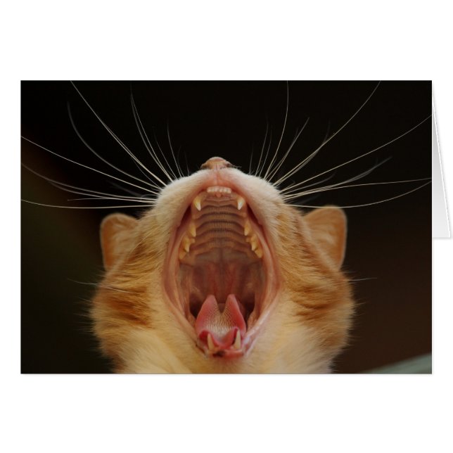 Open Wide Kitty Yawning (Anverso (Horizontal))