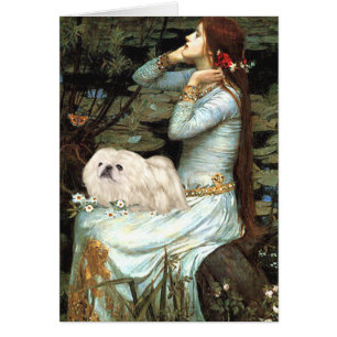 Ophelia - Pekingés blanco 4