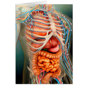 Opinión de perspectiva del cuerpo humano, órgano