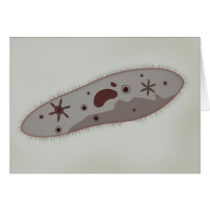 Opinión microscópica el Paramecium 3