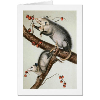 Oppossums de Audubon