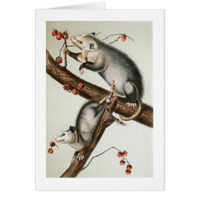 Oppossums de Audubon (Frente)