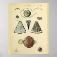 Optometría Anatomía ocular Arte médico Imprimir