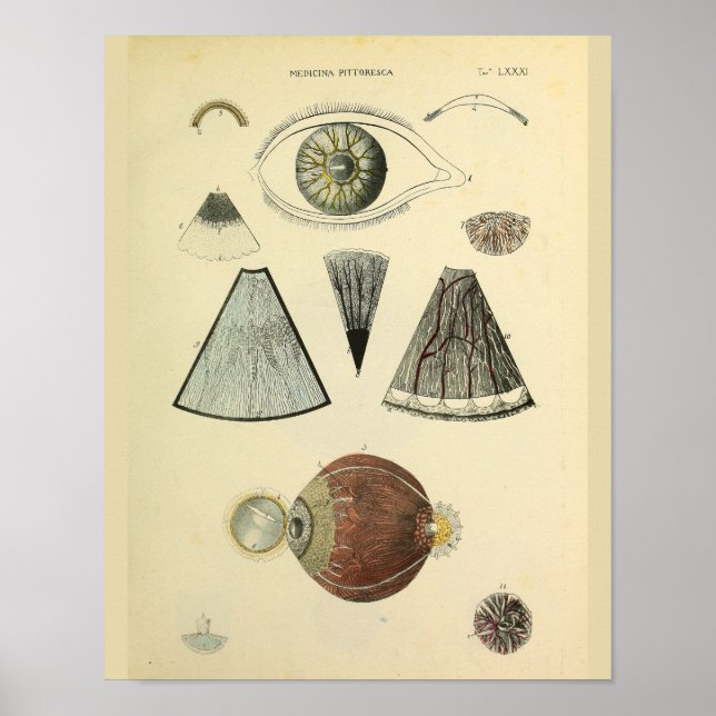 Optometría Anatomía ocular Arte médico Imprimir (Frente)