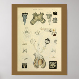 Optometría Visión Ocular Anatomía Arte Imprimir