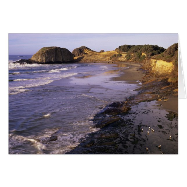 OR, Costa de Oregón, Newport, costa de Seal (Anverso (Horizontal))