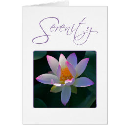 Oración de Serenity Pink Lotus Flower