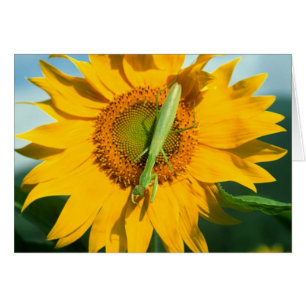 Orando a los hombres en un girasol