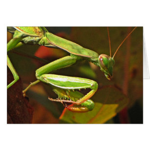 Orando a Mantis
