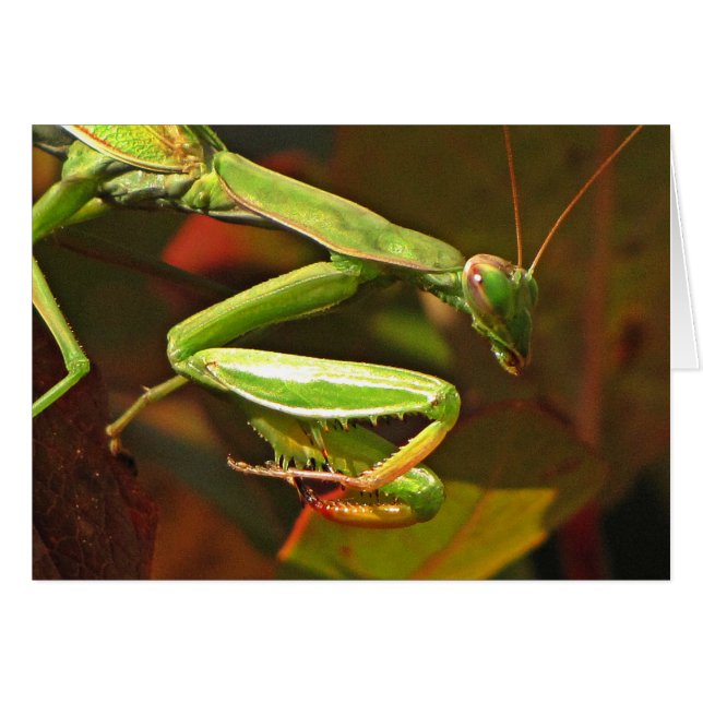 Orando a Mantis (Anverso (Horizontal))