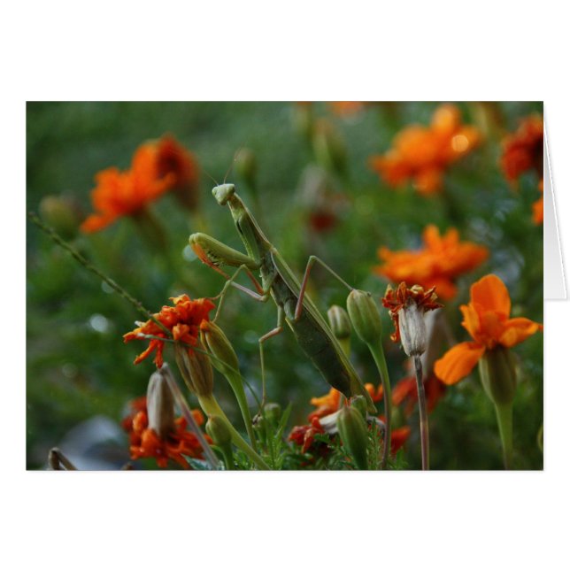 Orando a Mantis (Anverso (Horizontal))