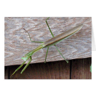 Orando a Mantis