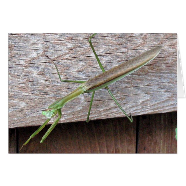 Orando a Mantis (Anverso (Horizontal))