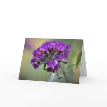 Orando a Mantis, tarjeta