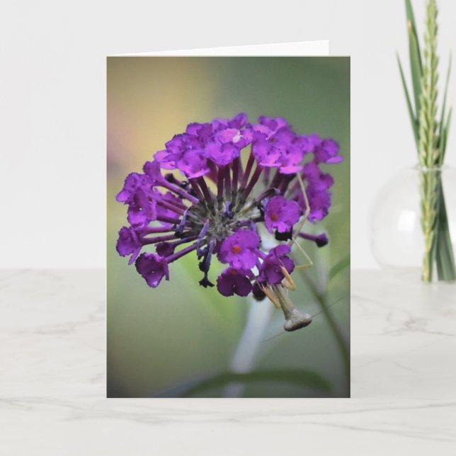 Orando a Mantis, tarjeta (Anverso)