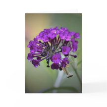 Orando a Mantis, tarjeta