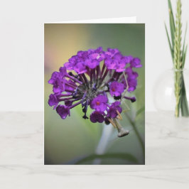 Orando a Mantis, tarjeta