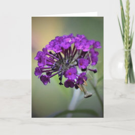 Orando a Mantis, tarjeta