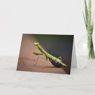 Orando a Mantis, tarjeta
