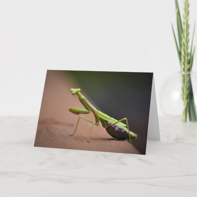 Orando a Mantis, tarjeta (Anverso)