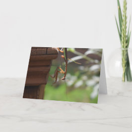 Orando a Mantis, tarjeta
