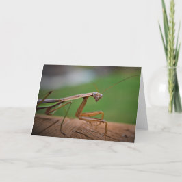 Orando a Mantis, tarjeta