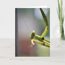 Orando a Mantis, tarjeta