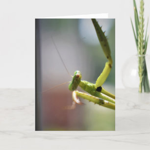 Orando a Mantis, tarjeta