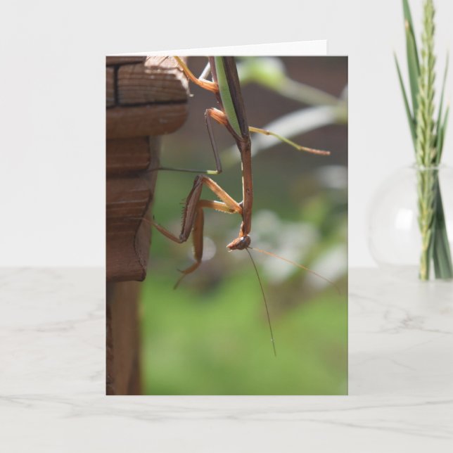 Orando a Mantis, tarjeta (Anverso)