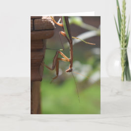 Orando a Mantis, tarjeta