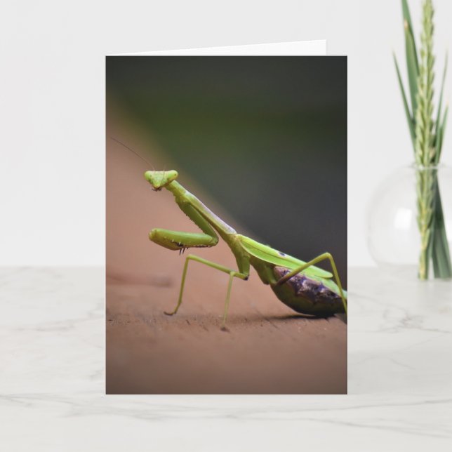 Orando a Mantis, tarjeta (Anverso)