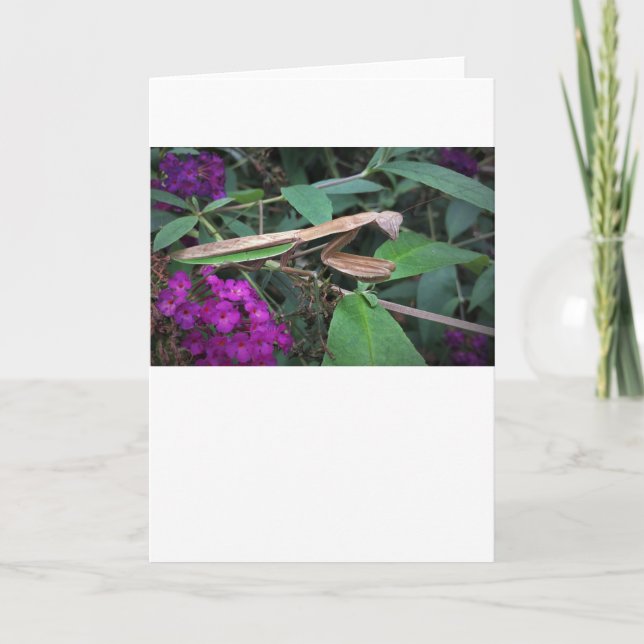 Orando a Mantis, tarjeta (Anverso)